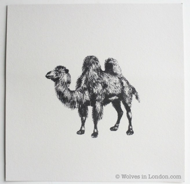 Camel card by Wolves in London