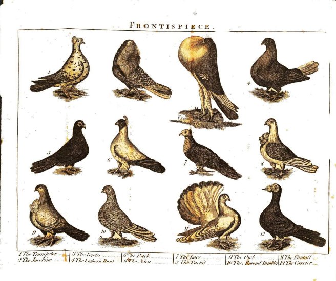 Vintage picture of pigeons