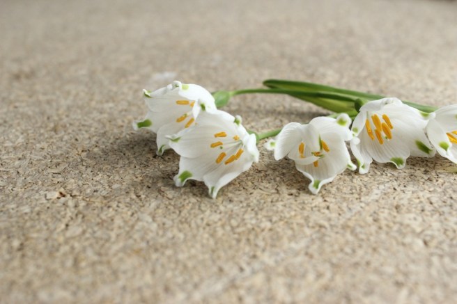Leucojum aestivum