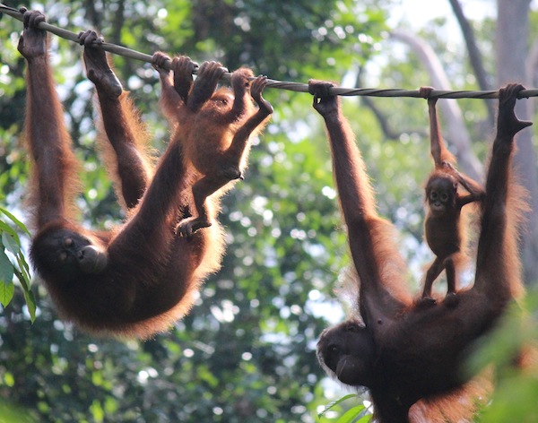 Orangutan copyright Wolves in London