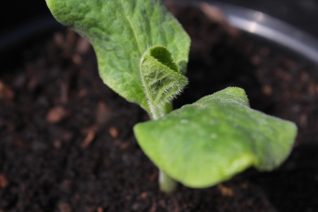 pumpkin seedling