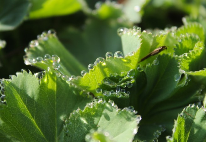 Water droplets on leaf