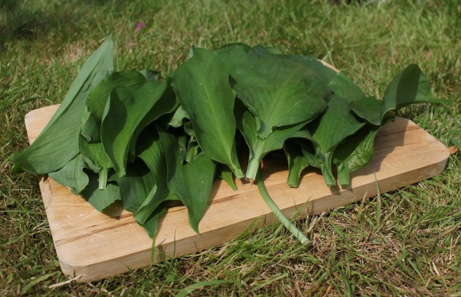 wild garlic leaves