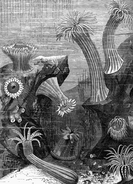 Sea anemones