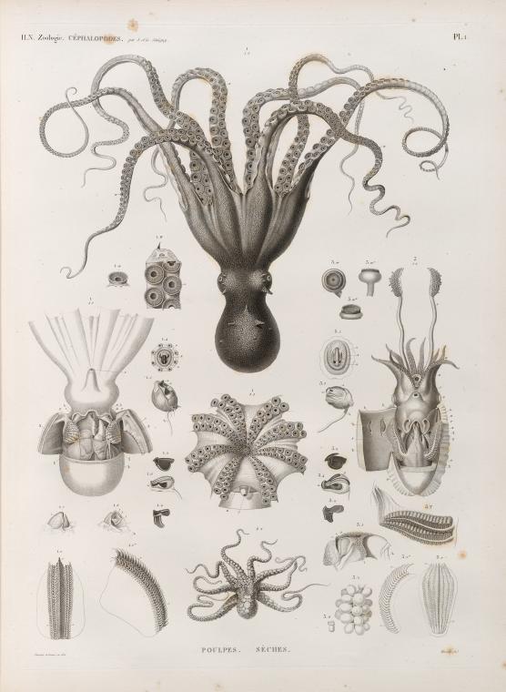 Octopus zoology plate