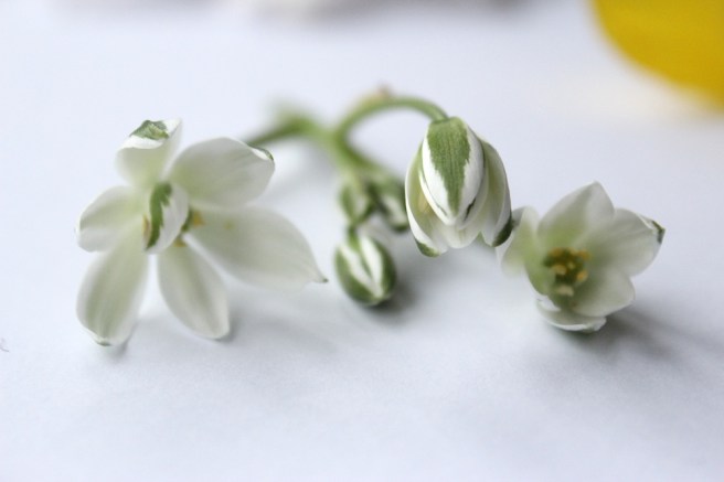 White flowers