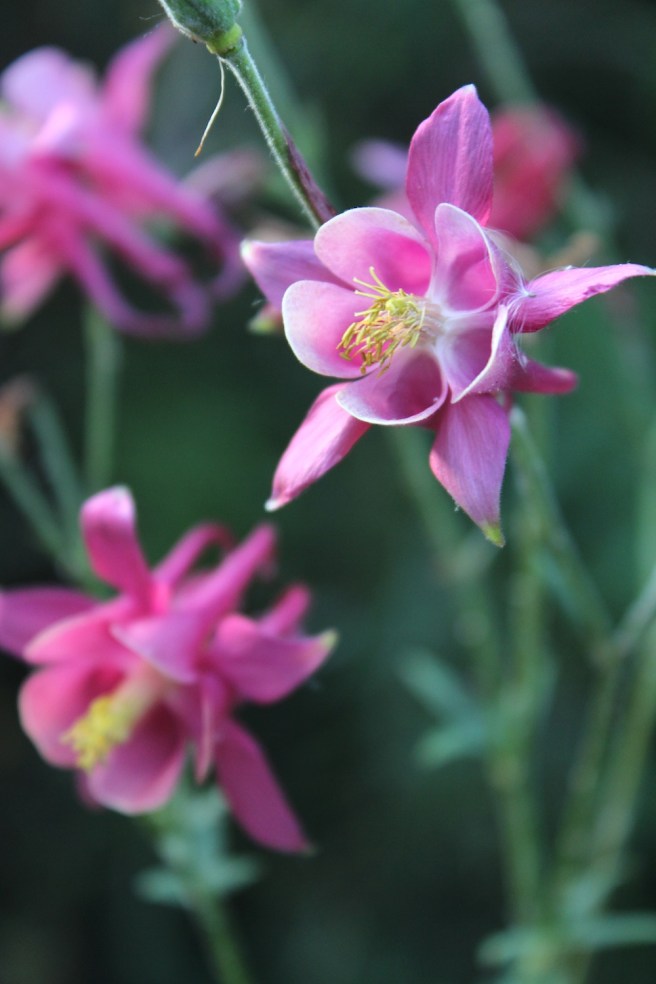 Aquilegia