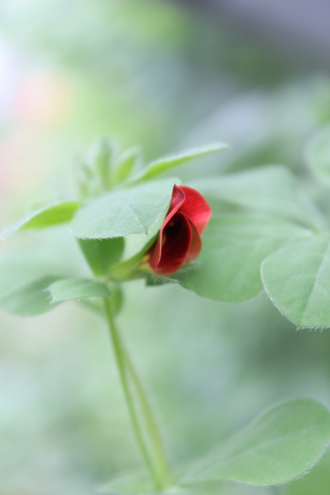 asparagus pea flower