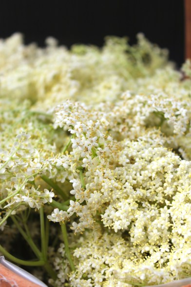 Elderflower blossoms