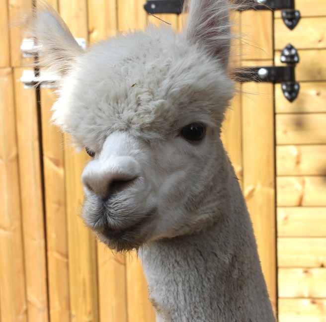 alpaca