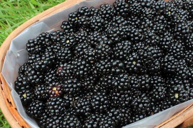 Trug of blackberries