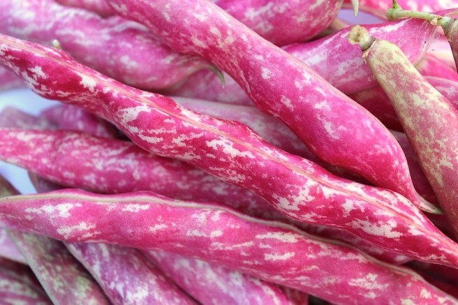 Borlotti bean pods