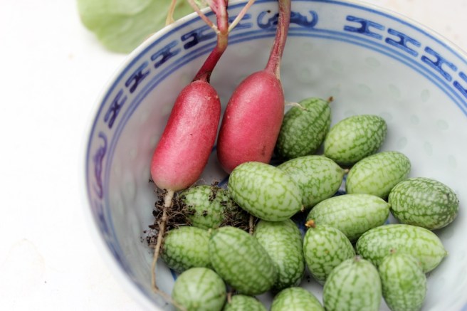 Cucamelons and radishes