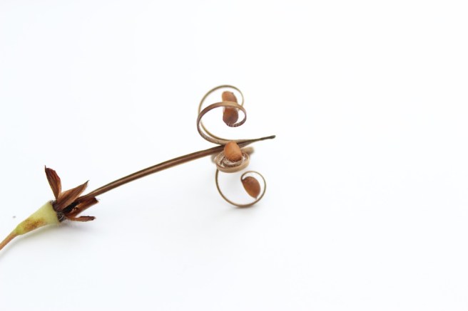 dehisced geranium seed pod
