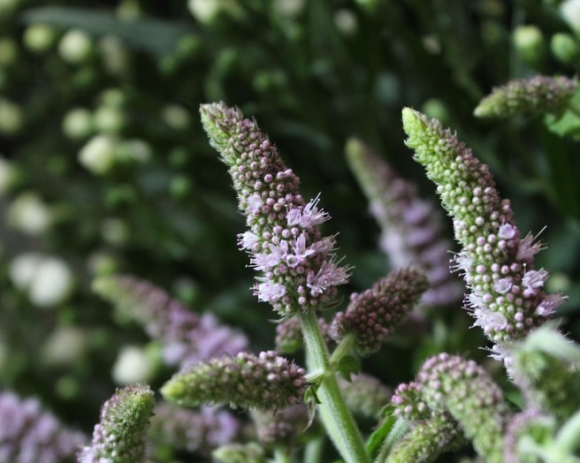 flowering mint