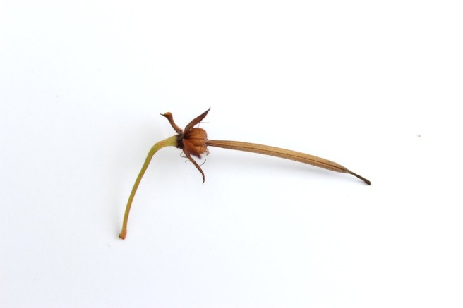 geranium seed pod