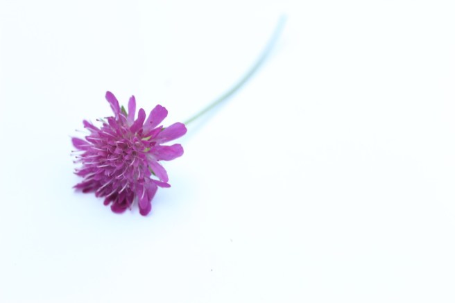 Scabious