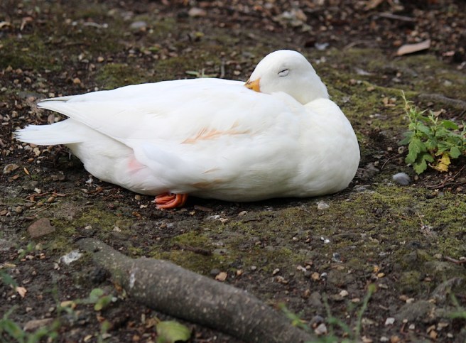 Sleeping duck