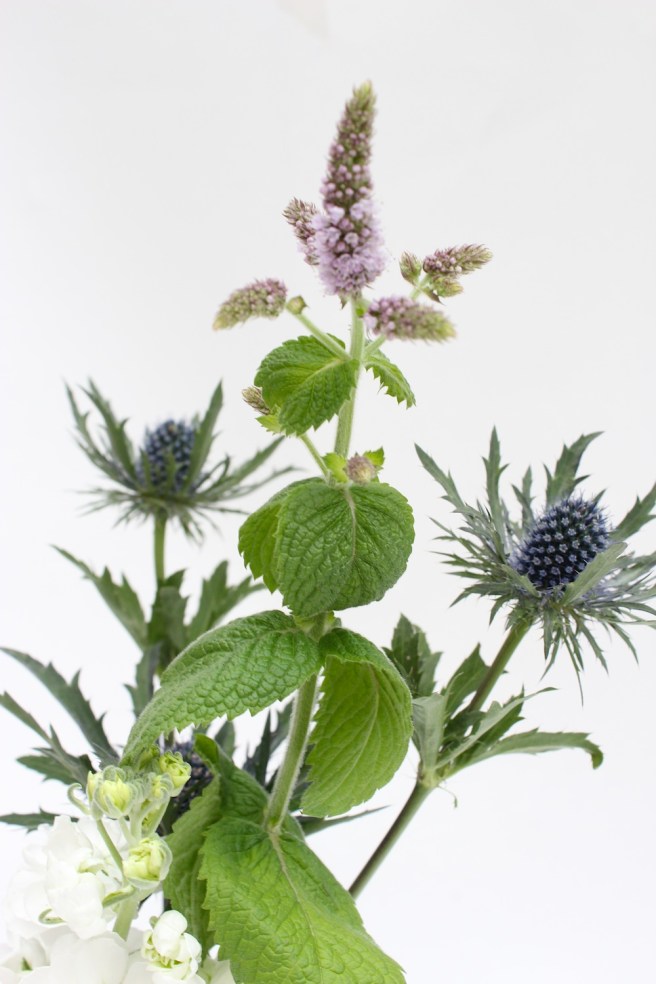 Thistle, flowering mint and stocks