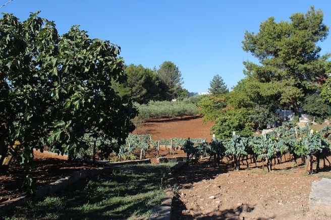 Puglia farming