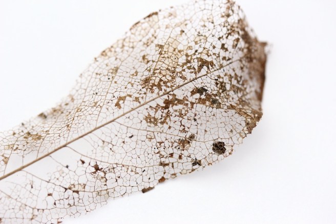 curled skeleton leaf