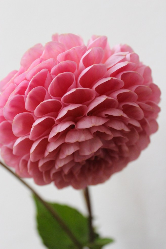 Pink dahlia