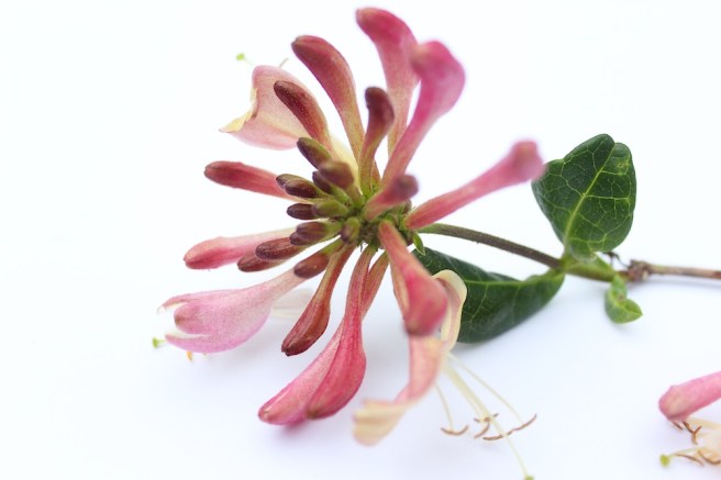 Honeysuckle flower