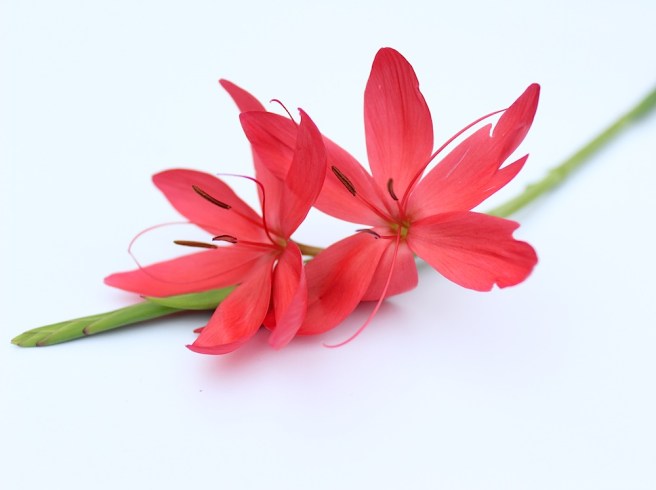 schizostylis coccinea