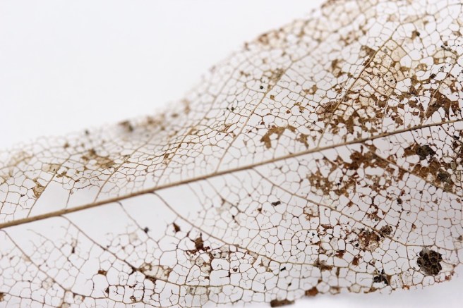 skeleton leaf midrib