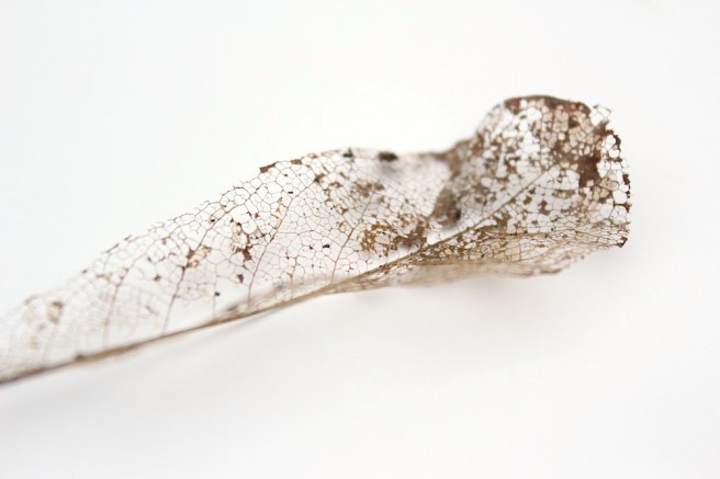 skeleton leaf tip