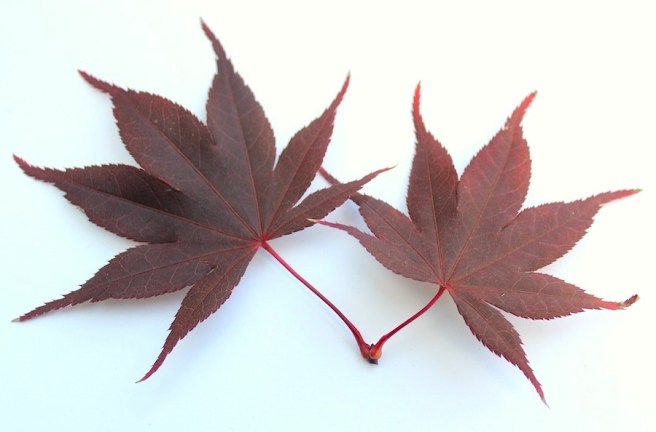 Acer leaves