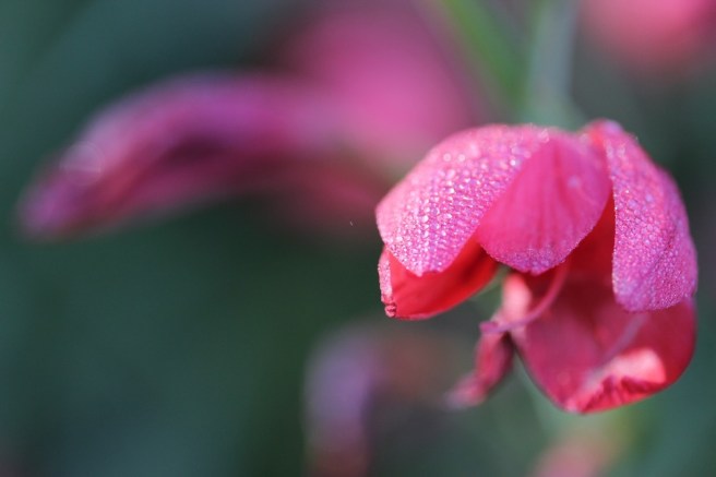 hesperantha coccinea