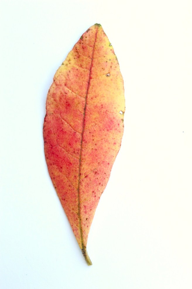 Azalea leaf