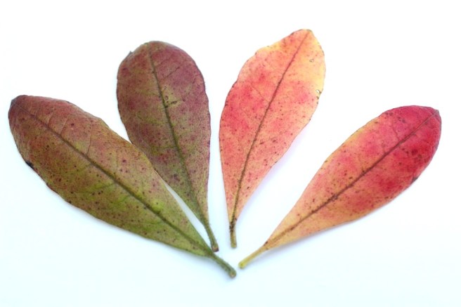 Azalea leaves