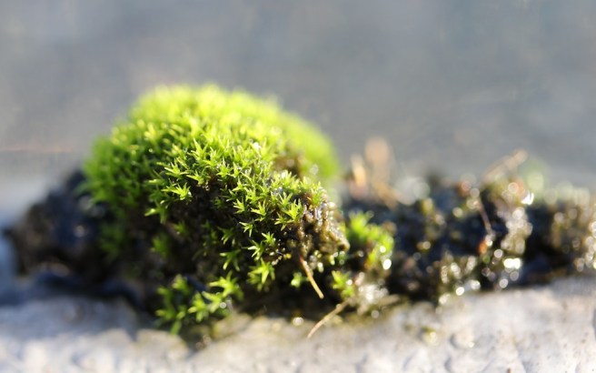 Moss 