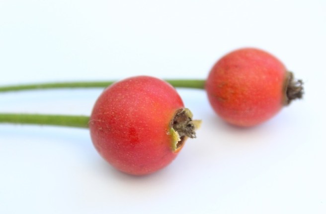 Rosehip