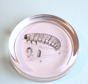 Make your own paperweights