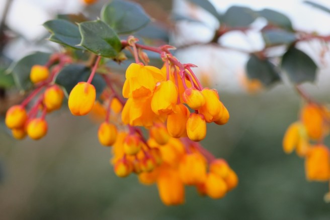 Berberis darwinii