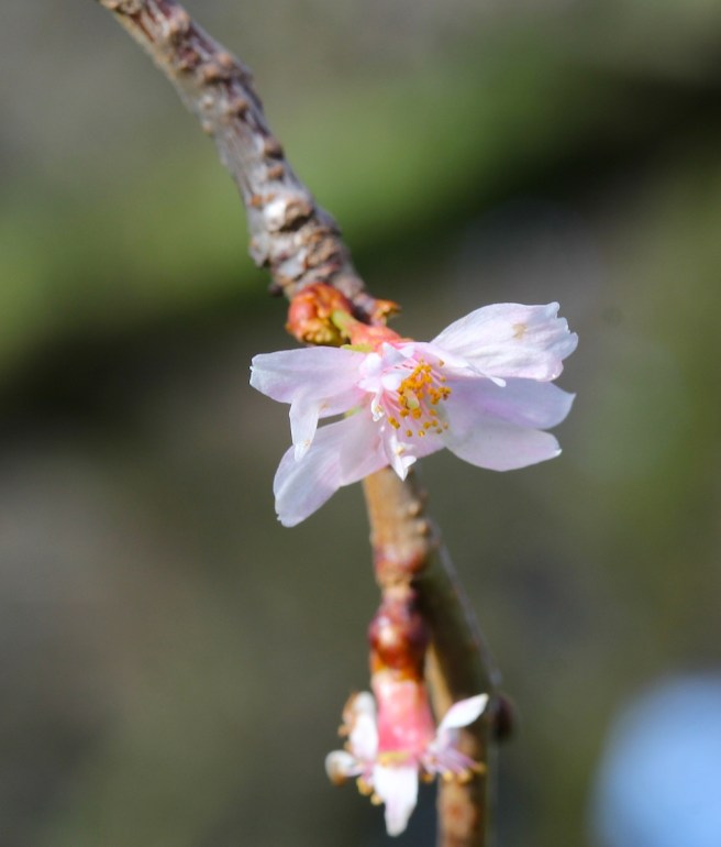 Prunus x subhirtella blossom