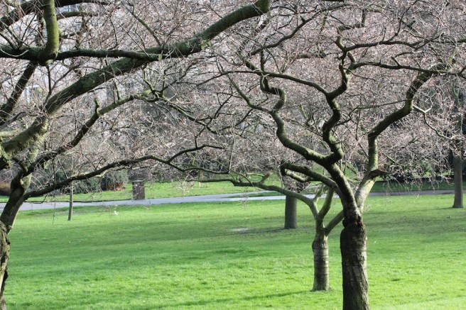 Prunus x subhirtella