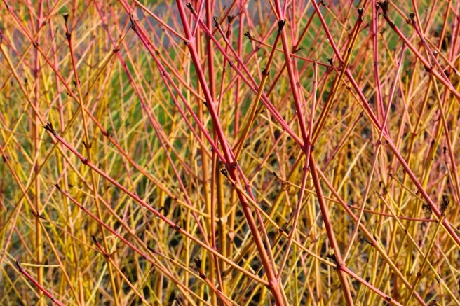 Cornus sanguinea 'Midwinter Fire'