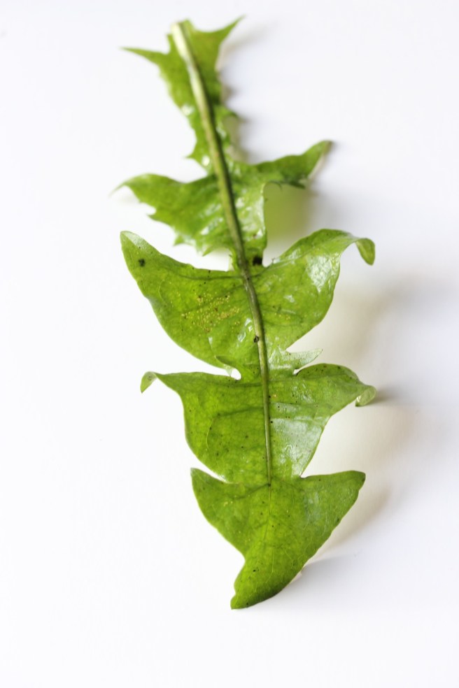 dandelion leaf