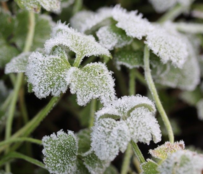 frosty leaf