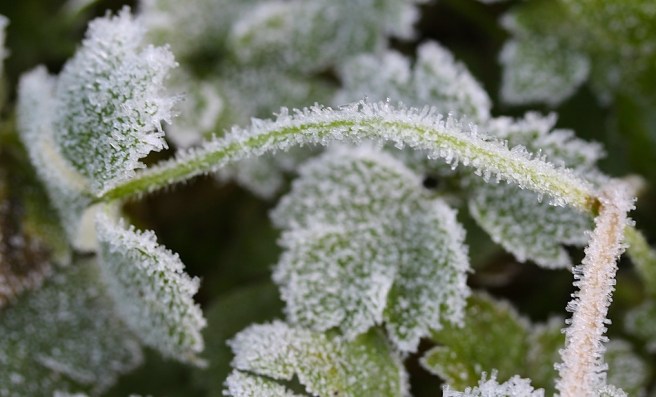 Frosty stem