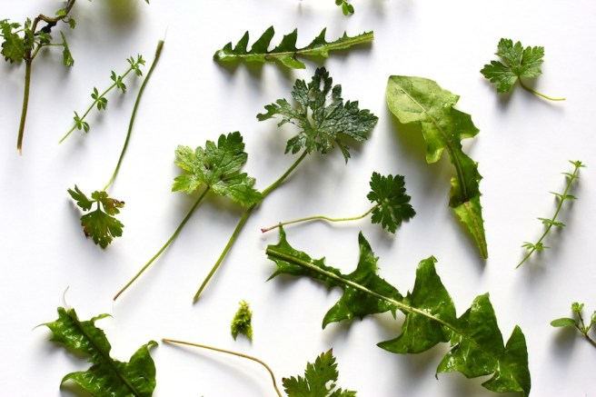 Garden weed moodboard