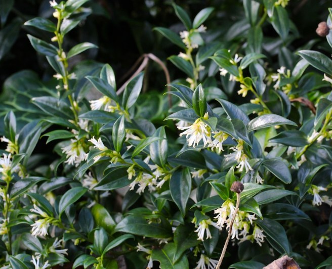 Sarcococca confusa