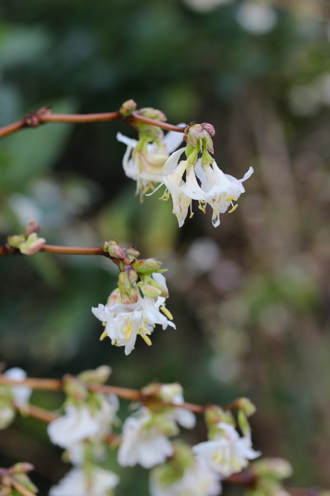 winter honeysuckle
