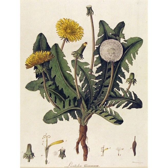 Dandelion vintage engraving