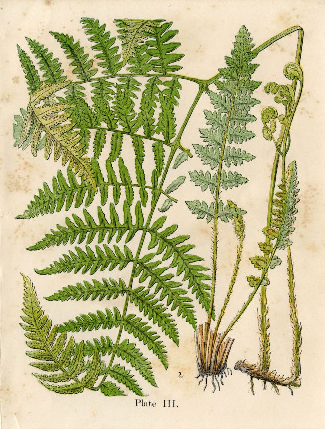 Fern vintage image