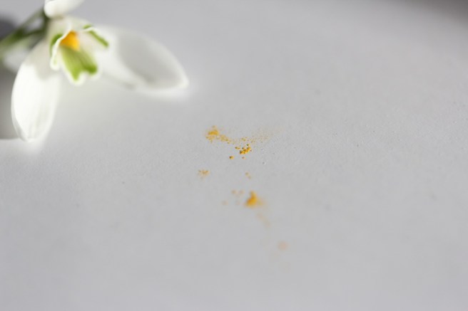Snowdrop pollen